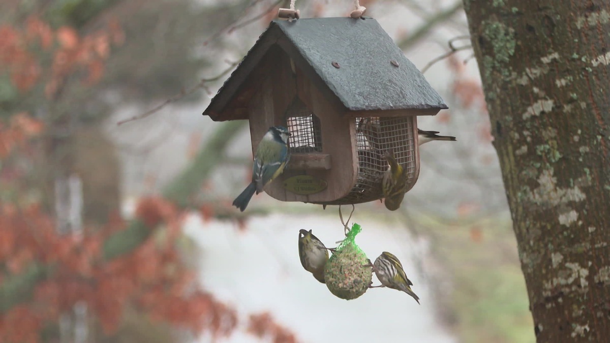 vögel im winter füttern samen, meisenknödel, früchte, die fehler, die man nicht mehr machen sollte