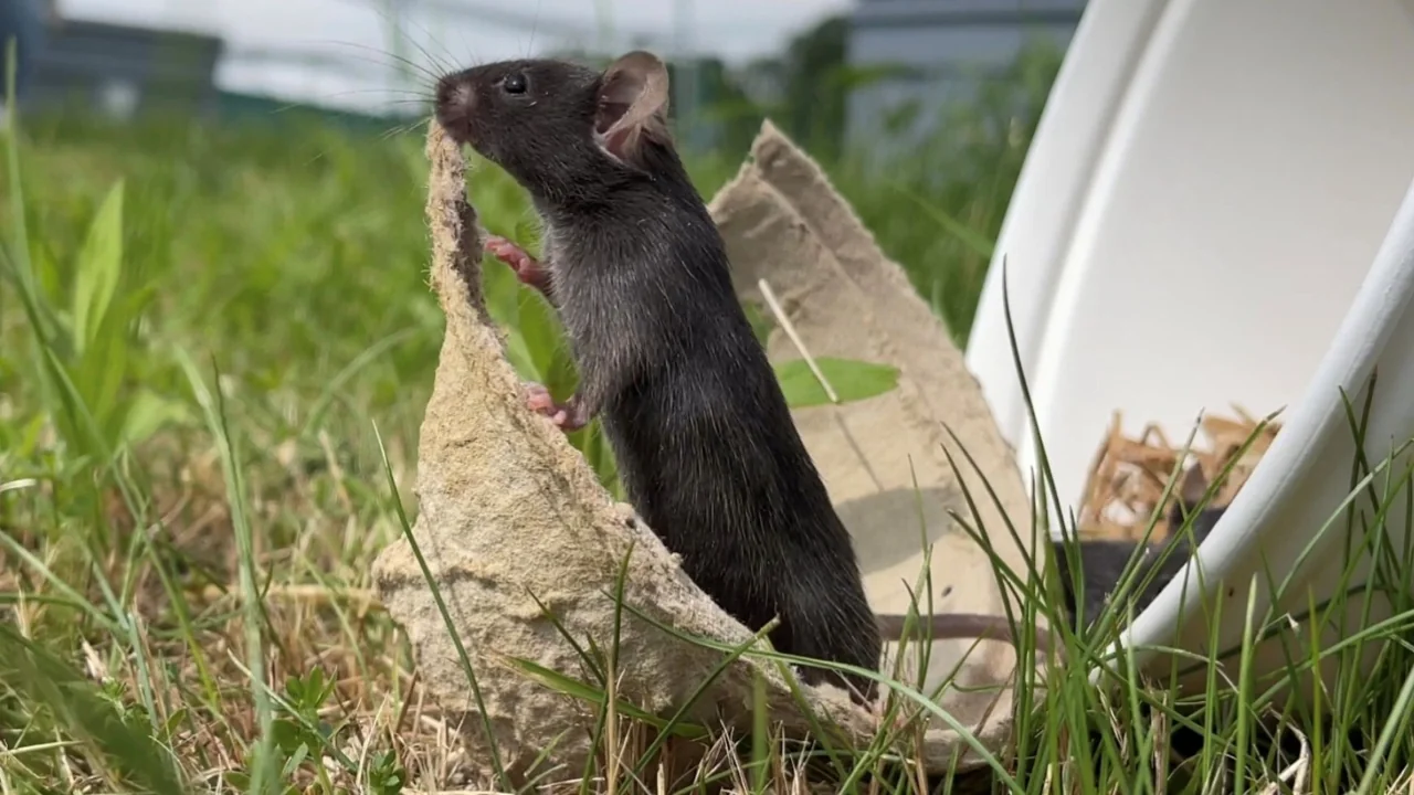 In freier Natur freigelassene Mäuse enthüllen die Schwachstellen der Laborforschung
