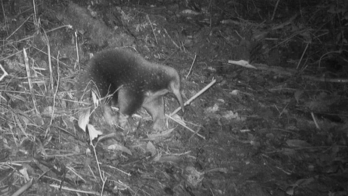 Unglaublicher Fund: Eines der wenigen eierlegenden Säugetiere der Natur verschwand vor 60 Jahren — jetzt wurde es wiederentdeckt!