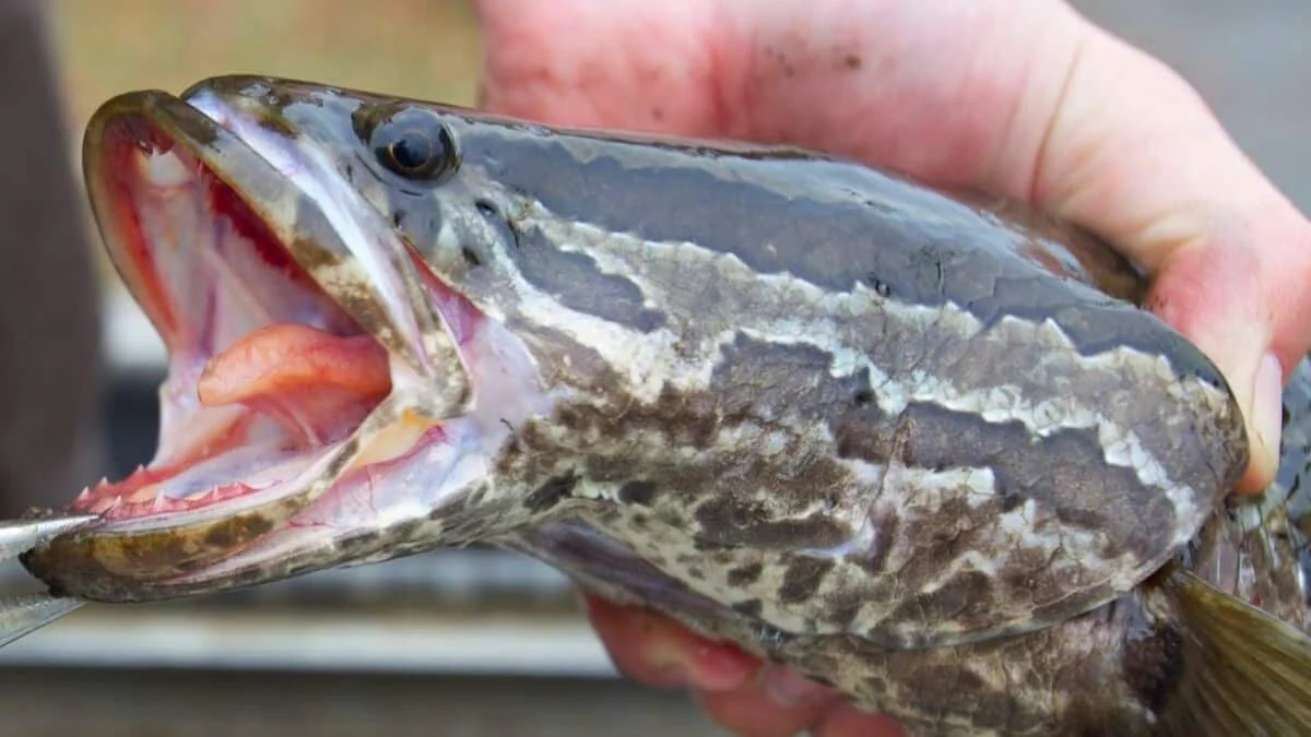 Wissenschaftler schlagen Alarm wegen eines schlangenköpfigen Fisches, der außerhalb des Wassers überleben kann